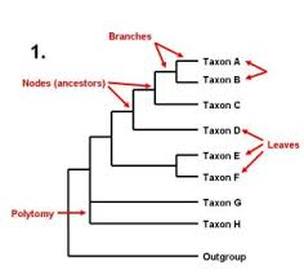Phylogenetic Trees - Biology